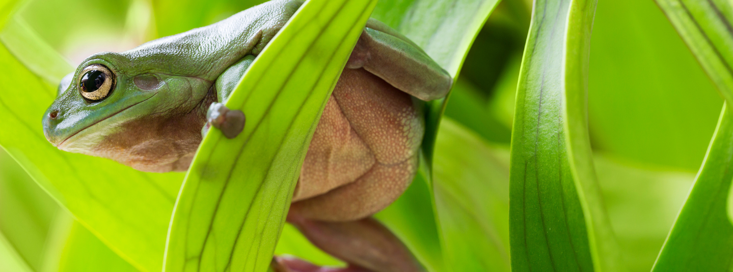 Biodiversity & Habitat Protection Forest Stewardship Council